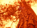 "red tree" "red tree"