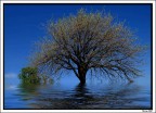 Albero in blu Albero in blu