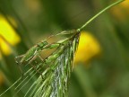 scaldato dal sole inizia un nuovo giorno! scaldato dal sole inizia un nuovo giorno!