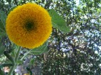 Gira...Sole Gira...Sole