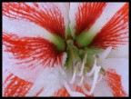 bianco e rosso bianco e rosso