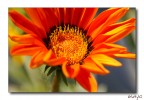 fiore fiore