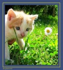 Il gattino di mia figlia.