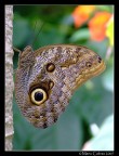 Farfalla civetta