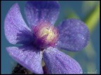 Raccoglievamo Fiori Raccoglievamo Fiori