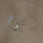 nessuna speranza di salvezza!