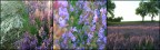 SalveSalvia SalveSalvia