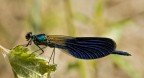 Libellula Libellula