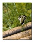 Papilio machaon,ovideposizione
