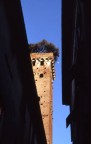Torre guinigi con la luna (piccola) Torre guinigi con la luna (piccola)