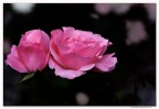 Solo due rose..... sospese Solo due rose..... sospese