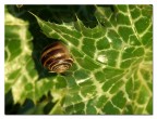 Lumaca Lumaca