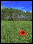 Solitari