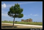 Albero a Selinunte (TP) Albero a Selinunte (TP)