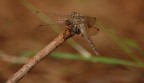 Libellula