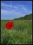 Il solitario