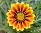 fiore fiore