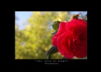 "rosa rossa di maggio" "rosa rossa di maggio"