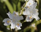 Iris Iris