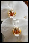 Orchidea