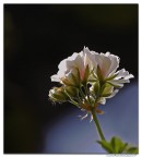 Geranio ...in controluce