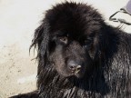 Cane nero. Cane nero.