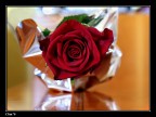 festa della mamma... festa della mamma...