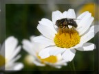 sul fiore sul fiore