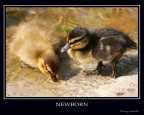 Newborn Newborn