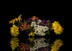 solo fiori con riflesso solo fiori con riflesso