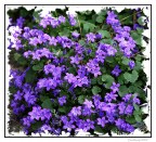 Piccole delizie....in viola