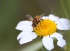 mosca campagnola