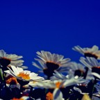 Prendo il sole in faccia!