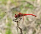 Red dragonfly ( La mia prima libellula!!) Red dragonfly ( La mia prima libellula!!)
