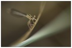 libellula... libellula...