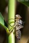 La muta della cicala La muta della cicala