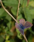 Farfallina Farfallina