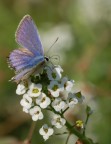Sul fiore... Sul fiore...
