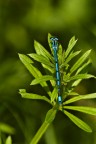Dragonfly Interista Dragonfly Interista