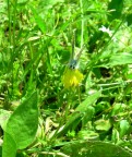butterfly butterfly