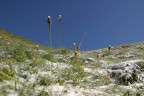 Nevicata estiva Nevicata estiva