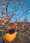 Caco a novembre Caco a novembre