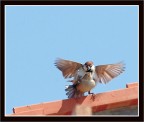 Hot Bird !!! Hot Bird !!!