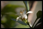 flower 2 flower 2