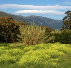 Il profumo.... dei fiori dipinge..un cielo....