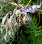 Fatta con una lumix FZ7 in modalita macro graditissimi commenti e critiche
Grazie a tutti