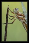 Ritratto di Orthetrum brunneum Ritratto di Orthetrum brunneum