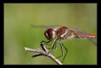 dragonfly portrait dragonfly portrait