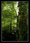 Foresta Foresta