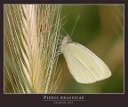 PIERIS BRASSICAE PIERIS BRASSICAE